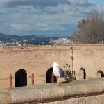 images/varosok/Barcelona/Montjuic-tura/IMG_20201220_141209.jpeg