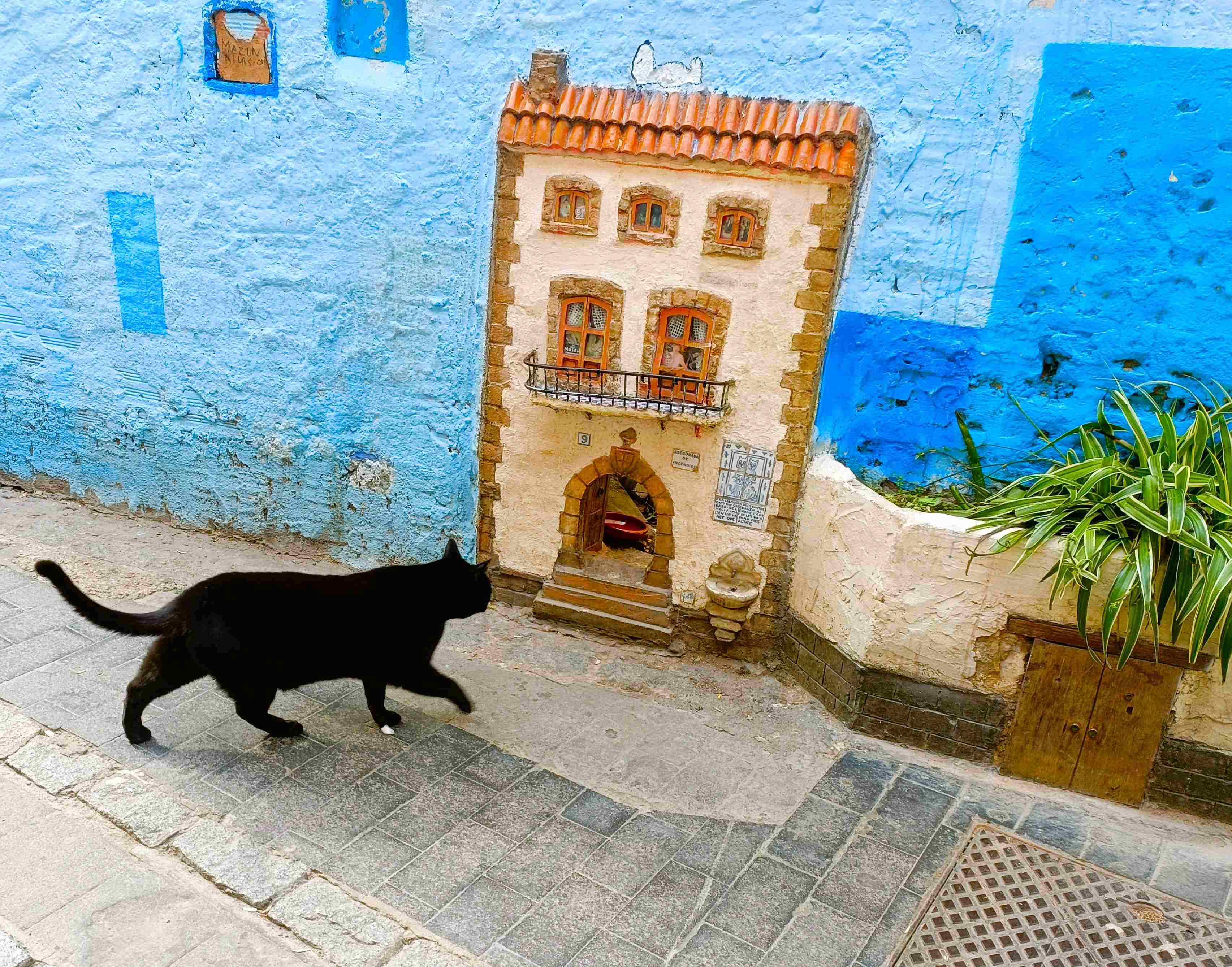 1. Casa de los gatos
