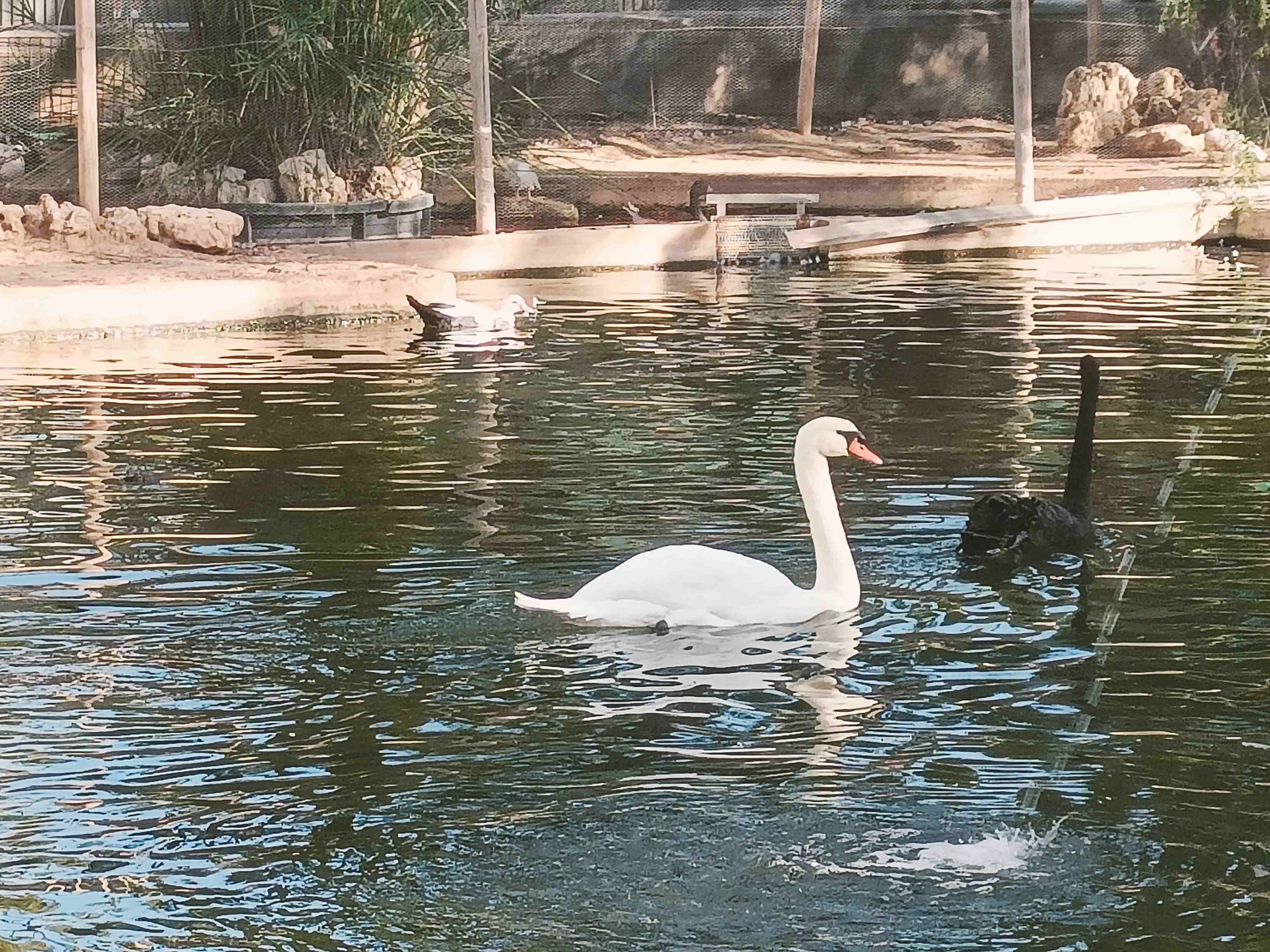 cisne