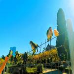 images/varosok/Barcelona/Barcelona-ahogy-en-szeretnem/papagájok.jpg